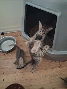 chaton bengal pure race - Photo 3