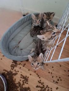chaton bengal pure race - Photo 4