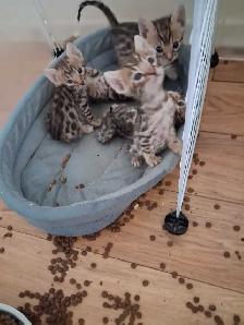 chaton bengal pure race - Photo 5
