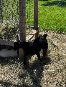 Male Pygmy goats