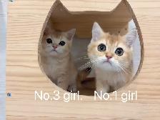 @@ Golden shaded British shorthair kittens ready now @@