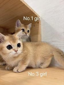 @@ Golden shaded British shorthair kittens ready now @@ - Photo 2