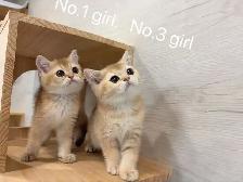 @@ Golden shaded British shorthair kittens ready now @@ - Photo 3