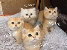 @@ Golden shaded British shorthair kittens ready now @@ - Photo 6