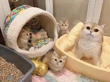 @@ Golden shaded British shorthair kittens ready now @@ - Photo 8
