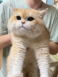 @@ Golden shaded British shorthair kittens ready now @@ - Photo 9
