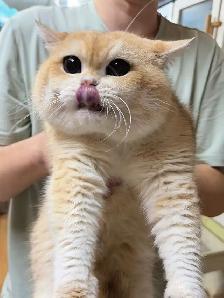 @@ Golden shaded British shorthair kittens ready now @@ - Photo 10