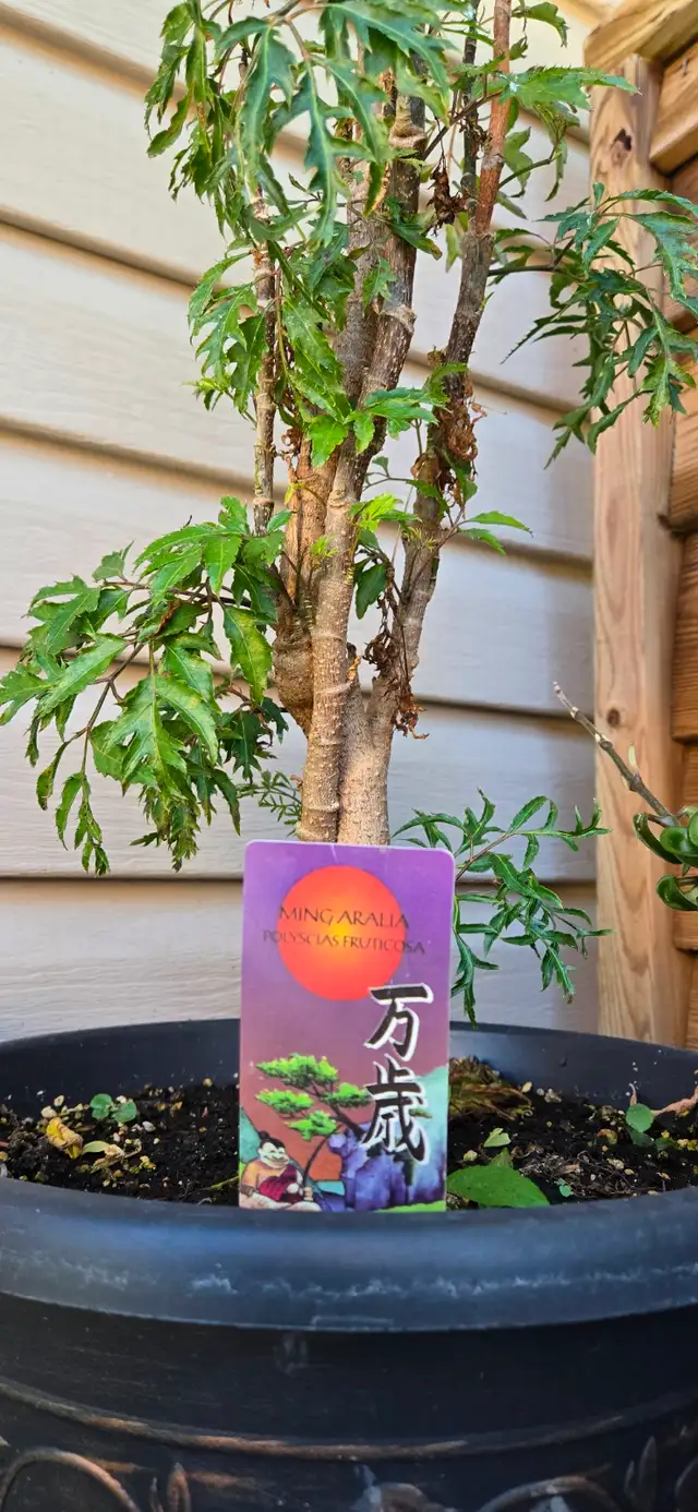Plants for sale