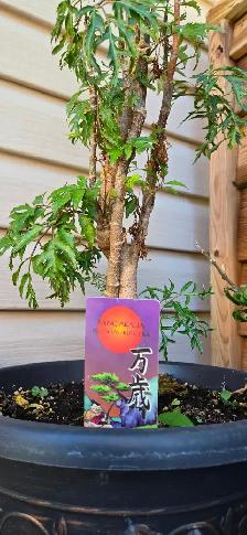 Plants for sale