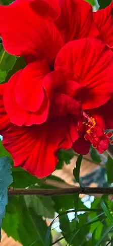 Plants for sale - Photo 2