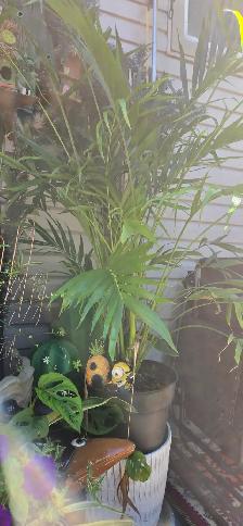 Plants for sale - Photo 3
