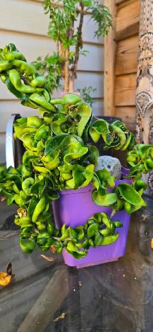 Plants for sale - Photo 4