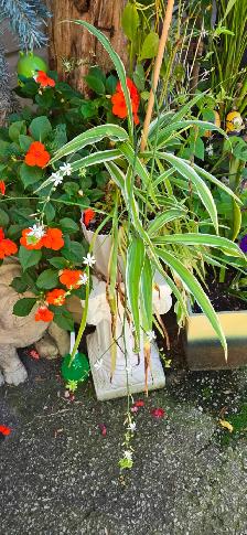 Plants for sale - Photo 5