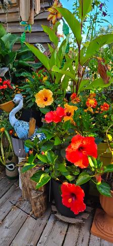 Plants for sale - Photo 6