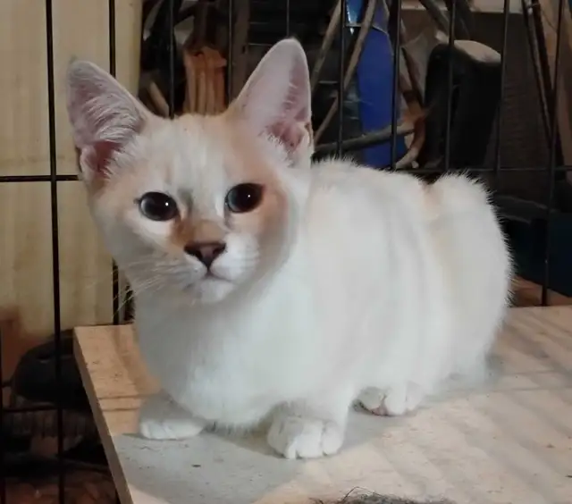 chatons Ragdoll Snowshoes