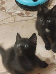Kittens  1 male 3 female - Photo 2