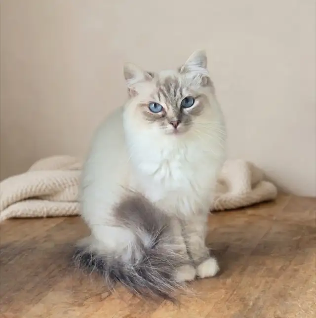 (Reserved) Beautiful Ragdoll Female
