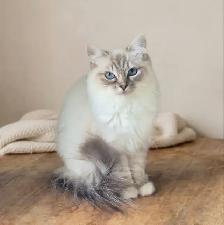 (Reserved) Beautiful Ragdoll Female