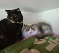 Two bonded kitties