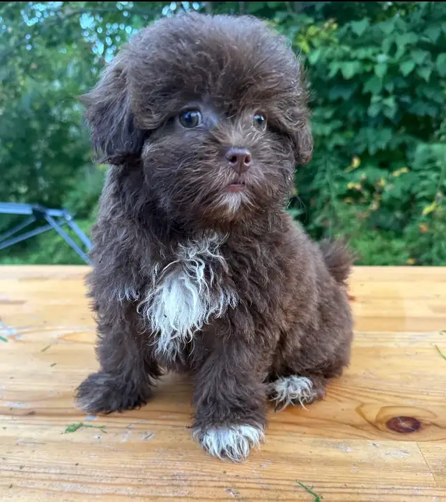 Shihpoo female puppy ready to leave❤️❤️❤️