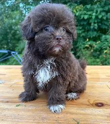 Shihpoo female puppy ready to leave❤️❤️❤️
