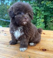 Shihpoo female puppy ready to leave❤️❤️❤️ - Photo 2