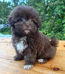 Shihpoo female puppy ready to leave❤️❤️❤️ - Photo 3