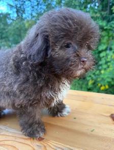 Shihpoo female puppy ready to leave❤️❤️❤️ - Photo 4