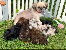 Shihpoo female puppy ready to leave❤️❤️❤️ - Photo 6
