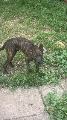 Power Breed pups for Rehoming