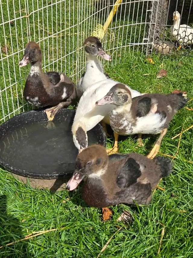 muscovy ducklings