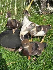 muscovy ducklings
