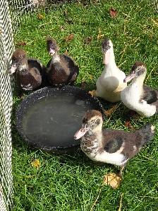 muscovy ducklings - Photo 2