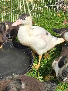 muscovy ducklings - Photo 3