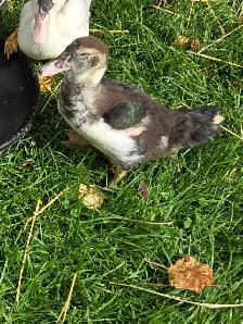 muscovy ducklings - Photo 4