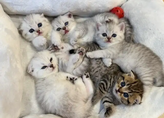 ❤️❤️Adorable Purebred Scottish Fold/British Shorthair kittens❤️