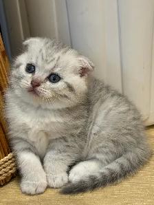 ❤️❤️Adorable Purebred Scottish Fold/British Shorthair kittens❤️ - Photo 2