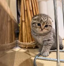 ❤️❤️Adorable Purebred Scottish Fold/British Shorthair kittens❤️ - Photo 3
