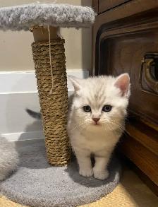 ❤️❤️Adorable Purebred Scottish Fold/British Shorthair kittens❤️ - Photo 5