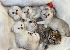 ❤️Sweet Purebred Scottish Fold/British Shorthair kittens❤️