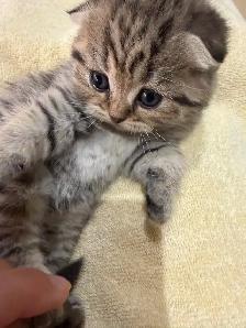 ❤️Sweet Purebred Scottish Fold/British Shorthair kittens❤️ - Photo 4