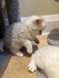 ❤️Sweet Purebred Scottish Fold/British Shorthair kittens❤️ - Photo 6
