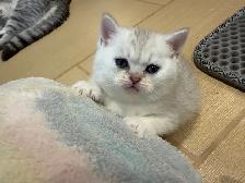 ❤️Sweet Purebred Scottish Fold/British Shorthair kittens❤️ - Photo 7