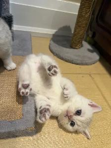 ❤️Sweet Purebred Scottish Fold/British Shorthair kittens❤️ - Photo 8