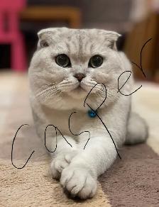❤️Sweet Purebred Scottish Fold/British Shorthair kittens❤️ - Photo 9