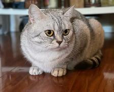 ❤️Sweet Purebred Scottish Fold/British Shorthair kittens❤️ - Photo 10