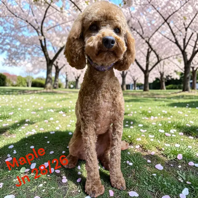 Mobile Dog Grooming In Your Home