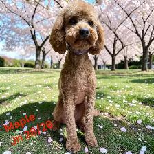 Mobile Dog Grooming In Your Home