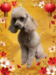 Mobile Dog Grooming In Your Home - Photo 3