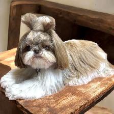 Mobile Dog Grooming In Your Home - Photo 4